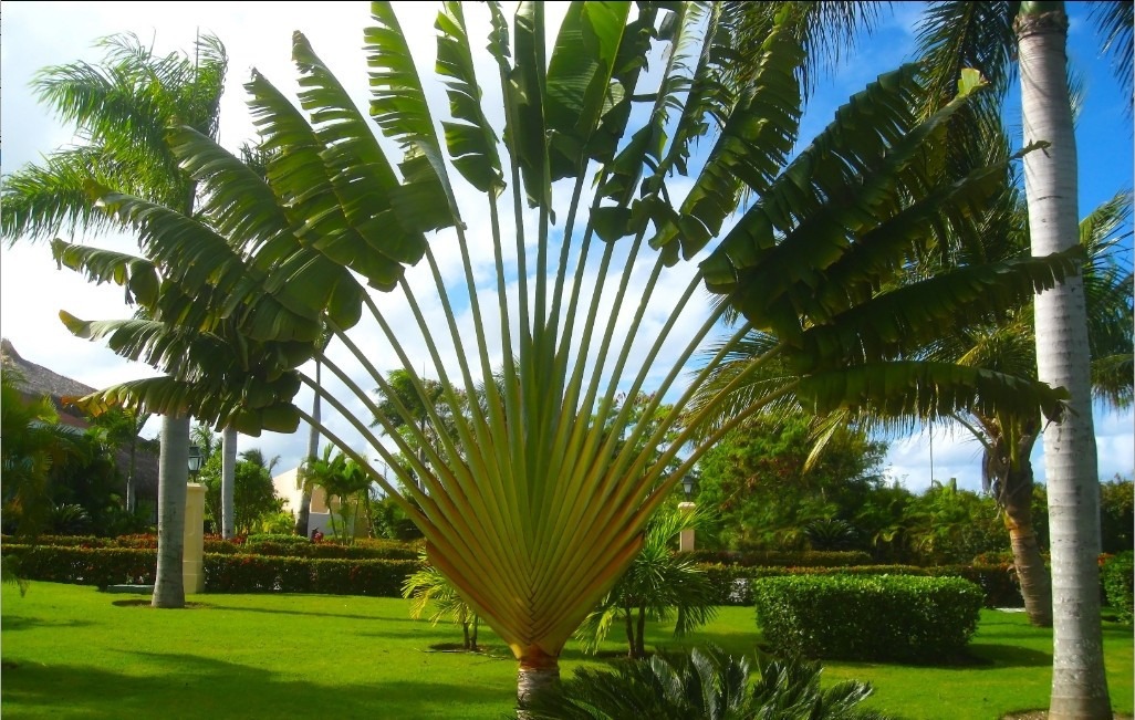 Palmeira Ravenala Ou Arvore Do Viajante mudas com 1 mt - Materiais de  construção e jardim - Jardim Atlântico, Goiânia 491416185