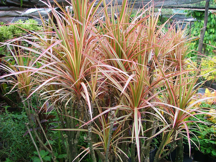 dracaena_marginata_tricolour