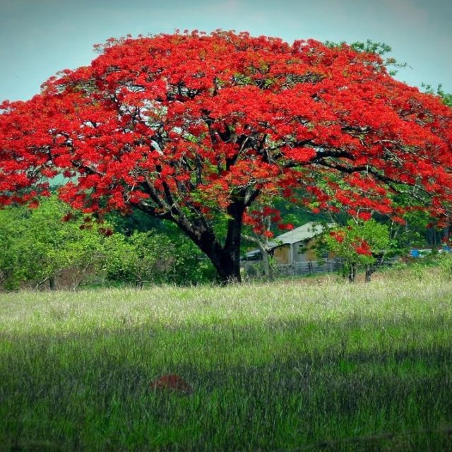 Muda De Flamboyant Vermelho Central Das Plantas 8606