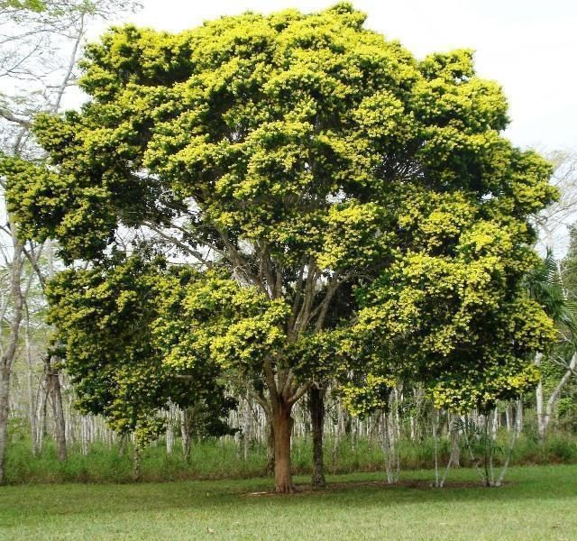 Muda De Pau Brasil Em Mg Você Encontra Na Central Das Plantas 9656