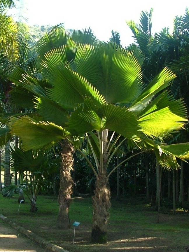 palmeira licuala
