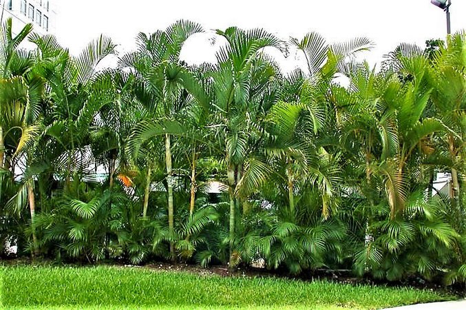 Palmeira Areca Bambu em MG - Central das Plantas tem!