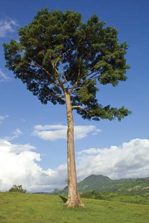 Castanheira 1