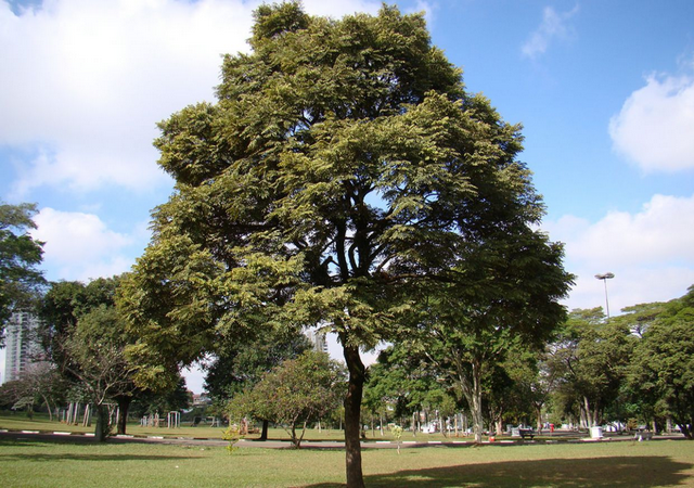 cedro