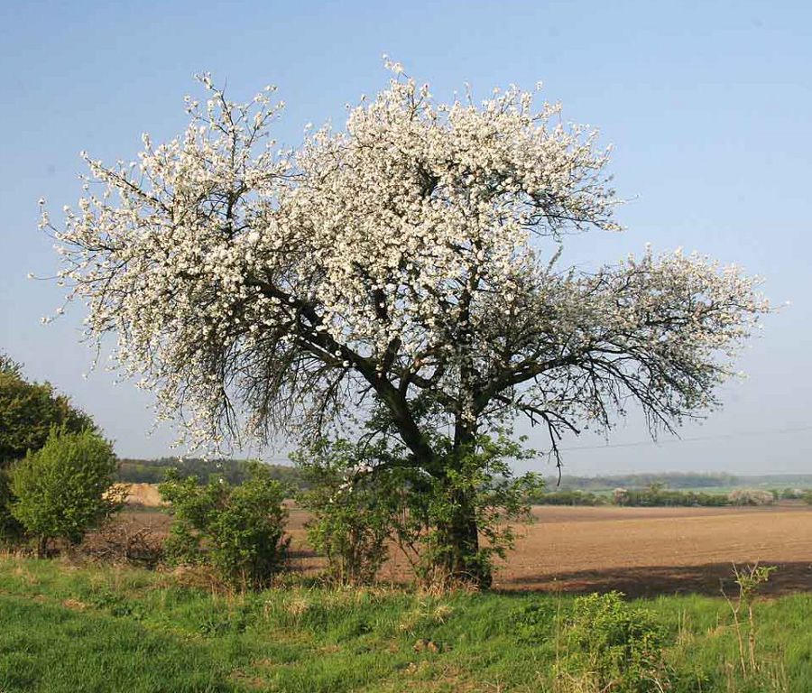 Cereja flor 2