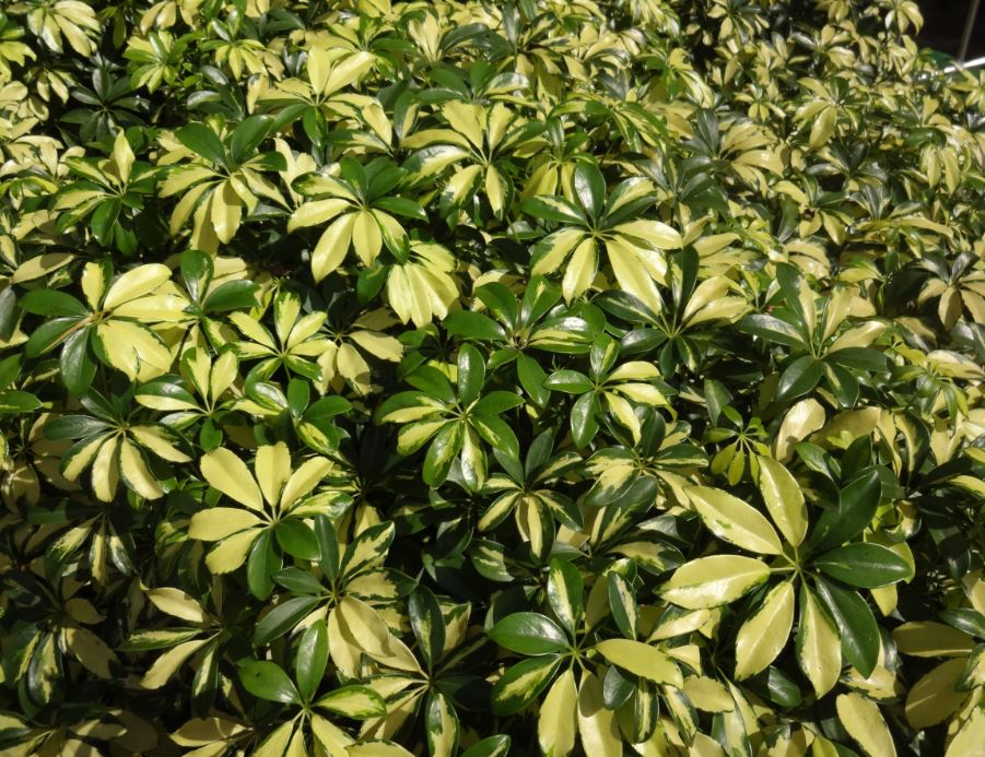 Cheflera Verde mudas de qualidade - Compre na Central das Plantas