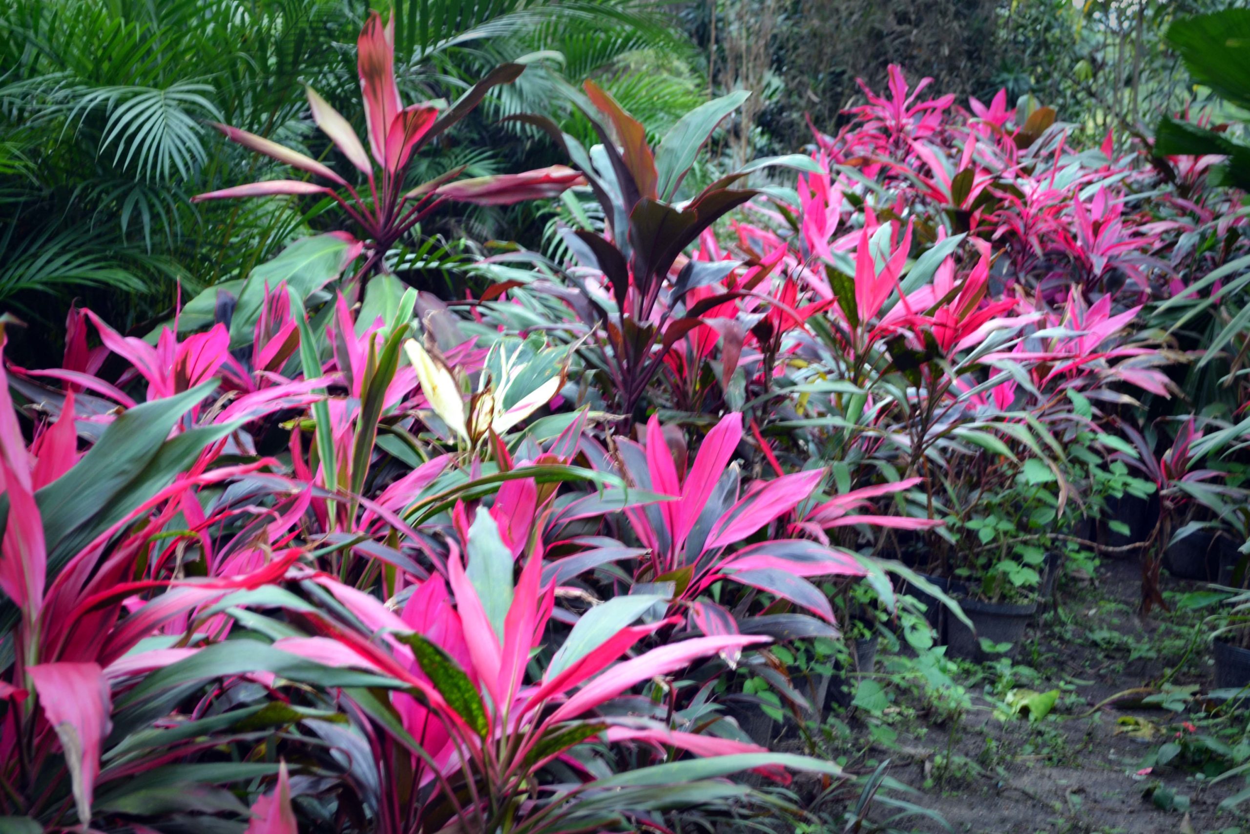 Dracena-cordyline