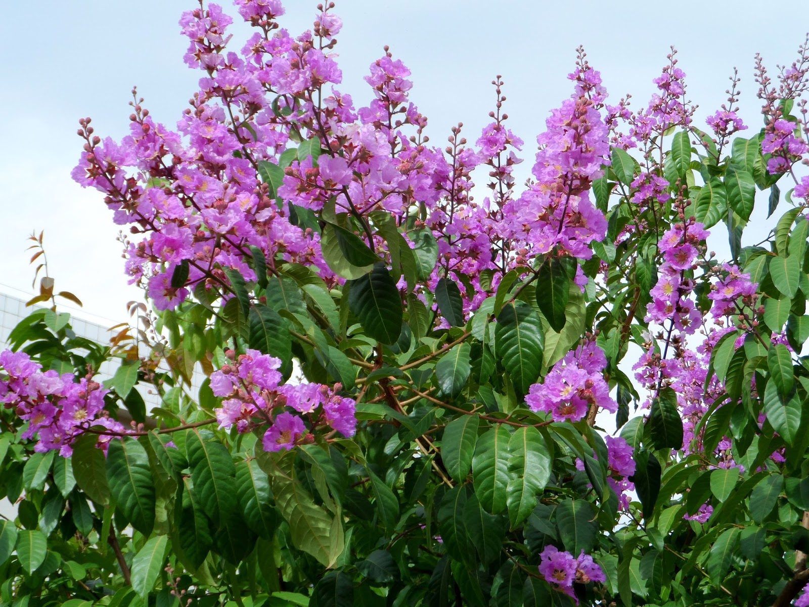 Escumilha africana