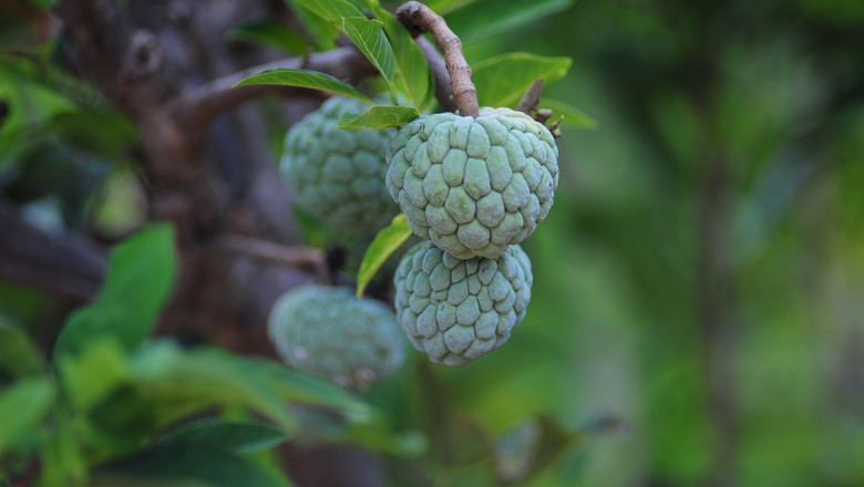 Fruta do conde 2