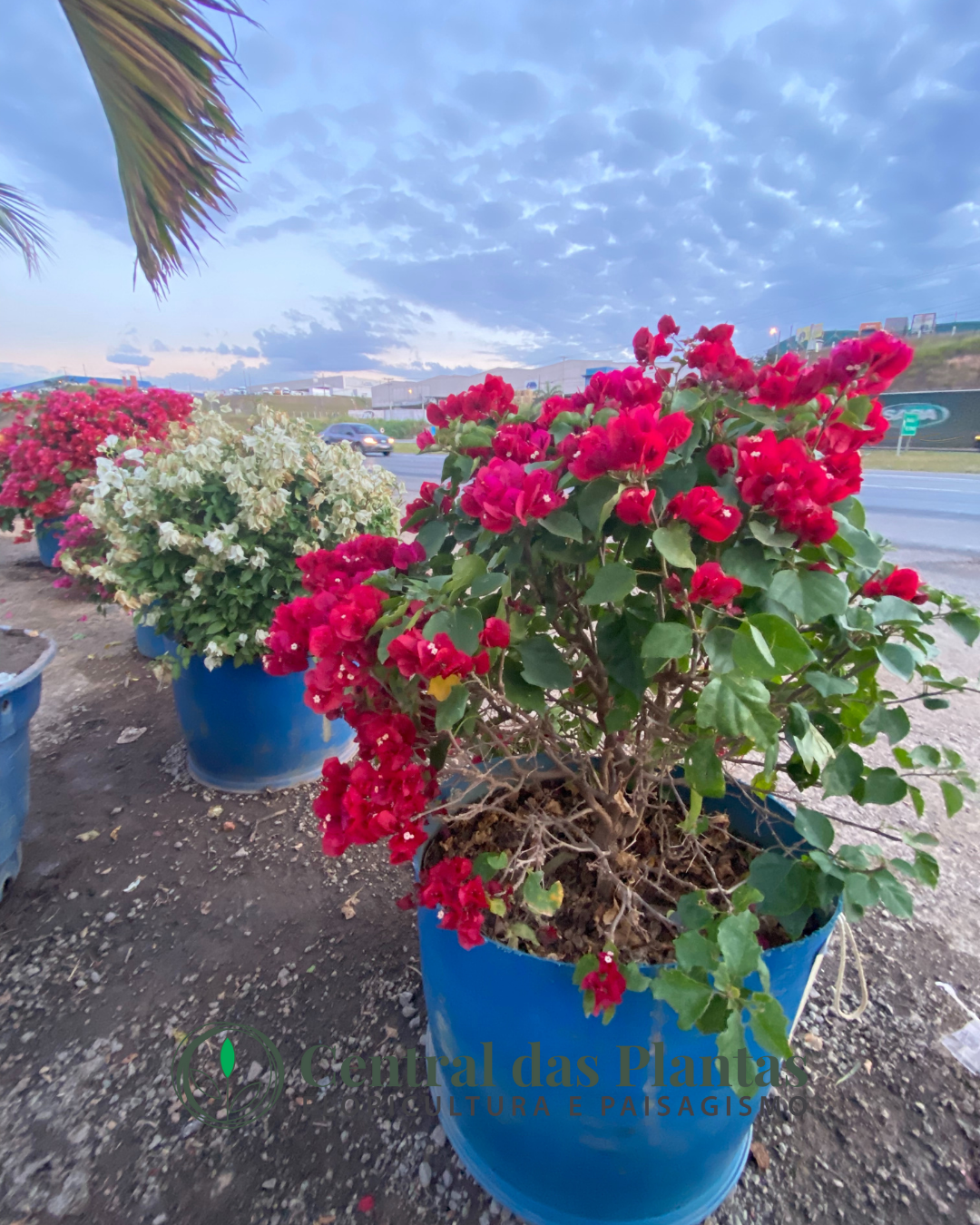 Bougainville bola