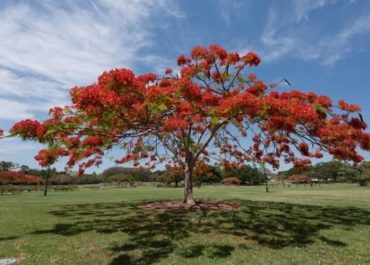 Árvores Floríferas, As Principais do Brasil