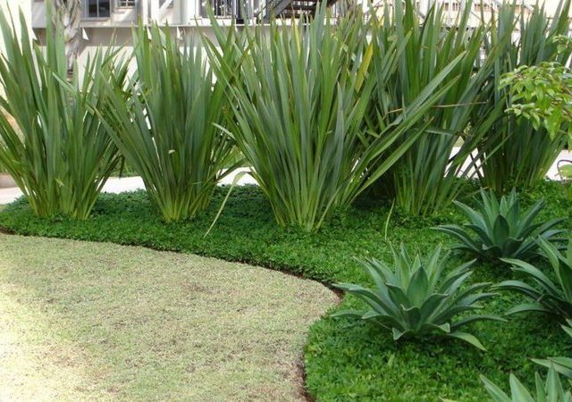 formio verde