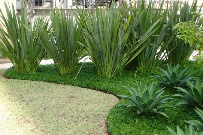 formio verde