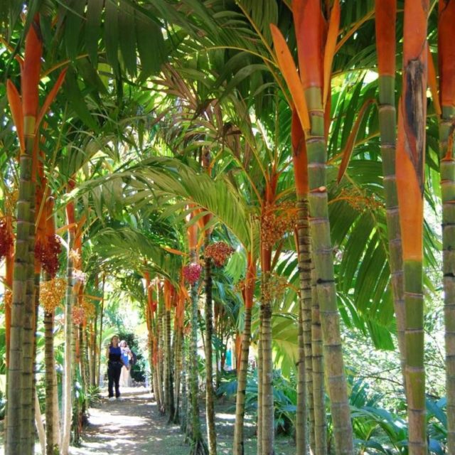 muda-de-palmeira-areca-