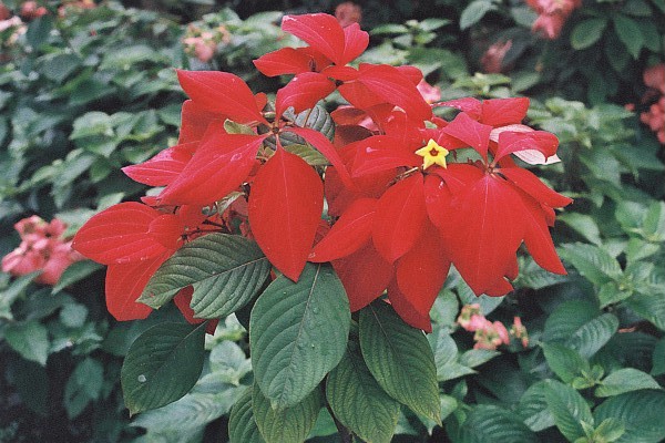 mussaenda_vermelha__38540_zoom