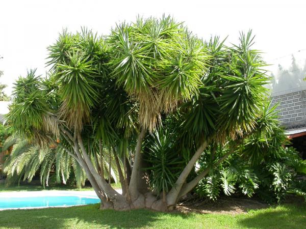 yucca_yucca-elephantipes-3-max600x450@75