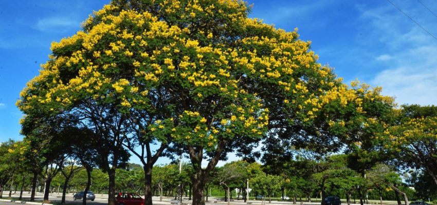 A árvore Sibipiruna é uma boa para arborização urbana e reflorestamento