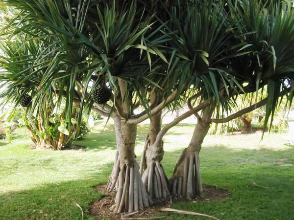 pandanus-utilis-landscape-tree