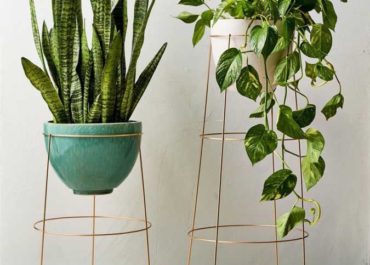 5 plantas que a Nasa recomenda para purificar o ar da sua casa