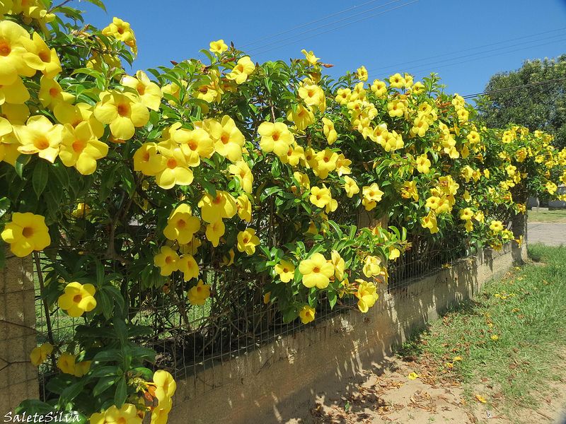 Alamanda 2