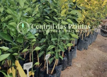 Dicas de como plantar e cultivar Frutíferas Cítricas