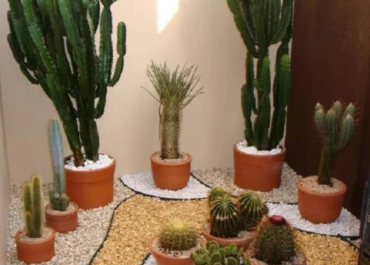 Plantas para Varanda com sol