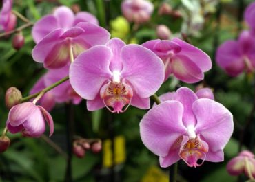 Dicas de como cuidar de Orquídeas