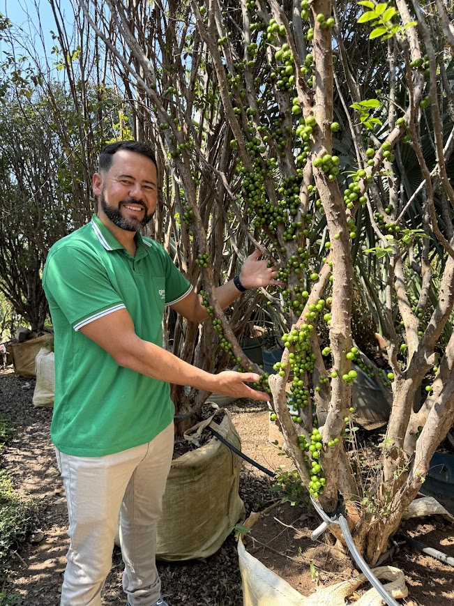 jabuticabeira produzindo